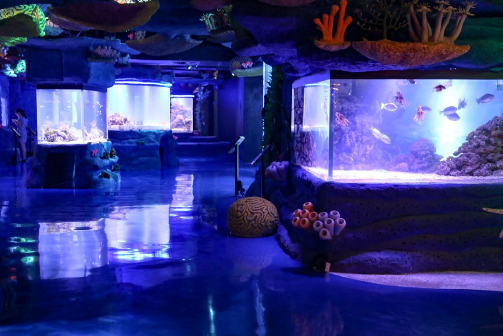 Visiting Jakarta Aquarium in Neo Soho Mall Team Curious